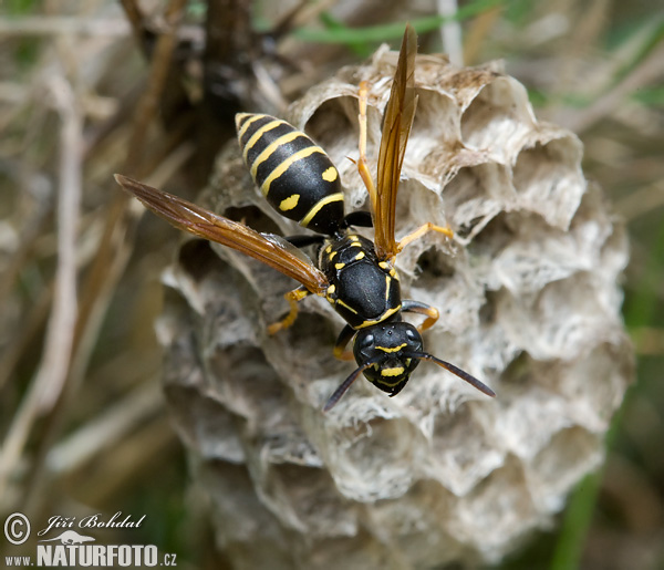 Polistes gallicus