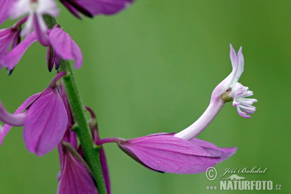 Polygala (Polygala major)