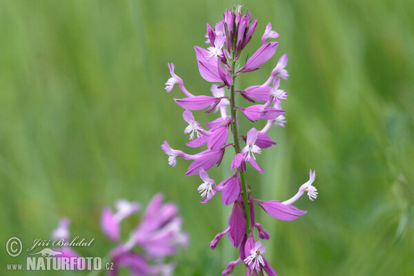 Polygala (Polygala major)