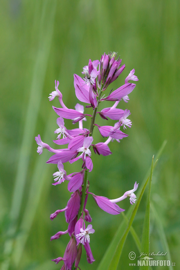 Polygala major