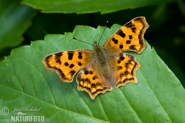 Polygonia c-album