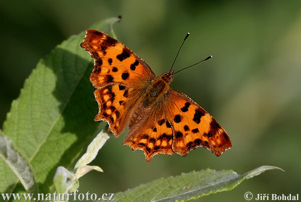 Polygonia c-album