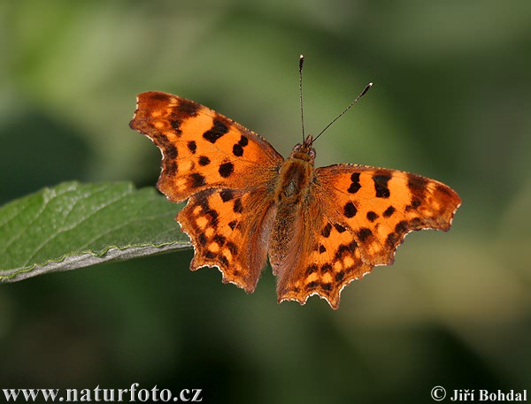 Polygonia c-album