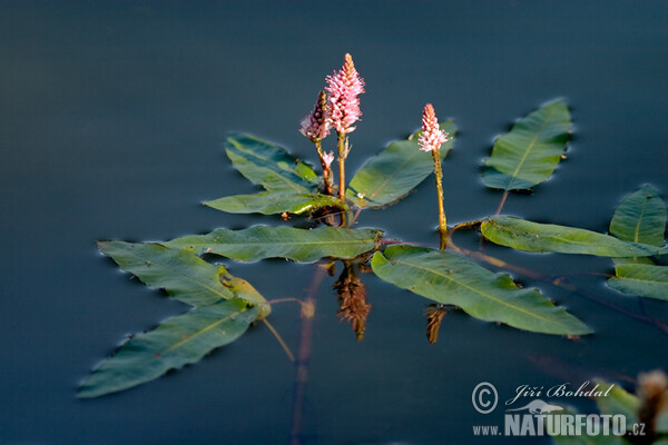 Polygonum amphibium