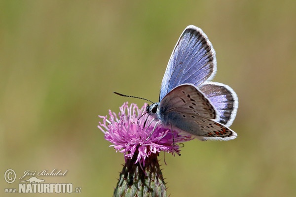 Polyommatus sp.