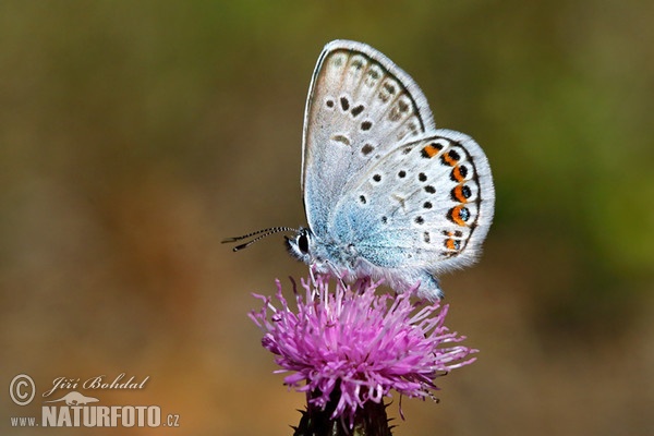 Polyommatus sp.