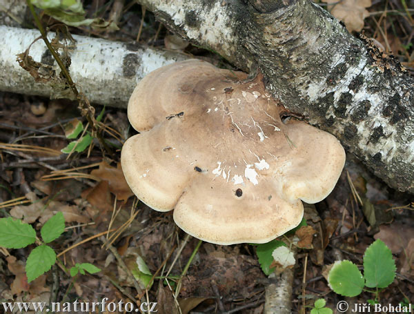 polypore du bouleau