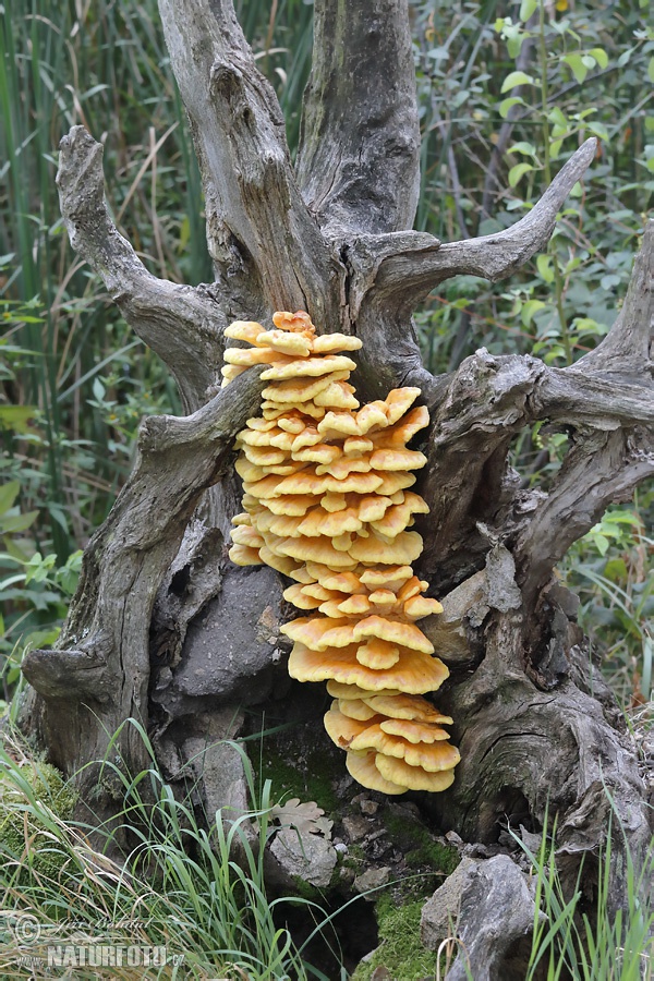 polypore soufré