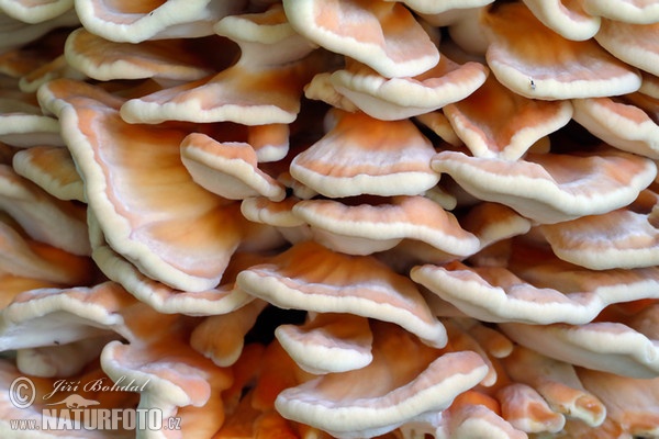 polypore soufré