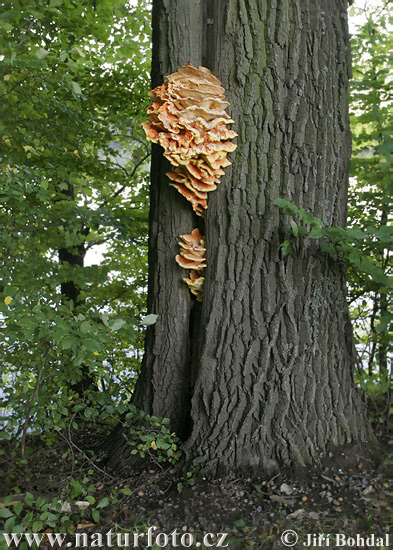 polypore soufré