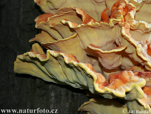 polypore soufré