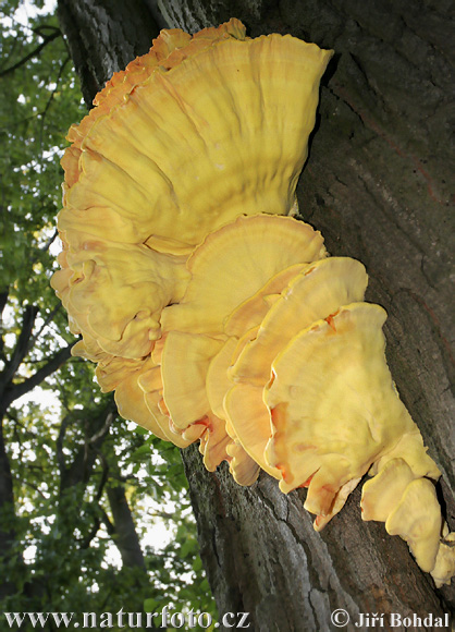 polypore soufré