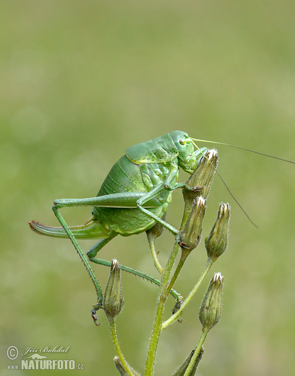 Polysarcus denticauda