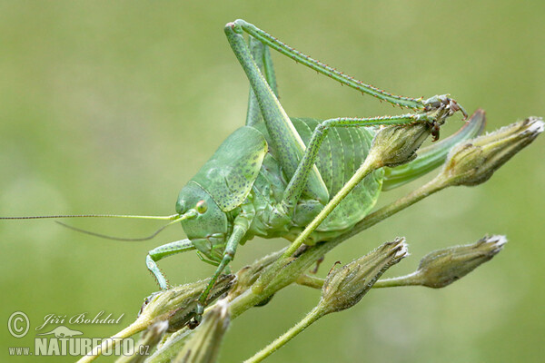 Polysarcus denticauda