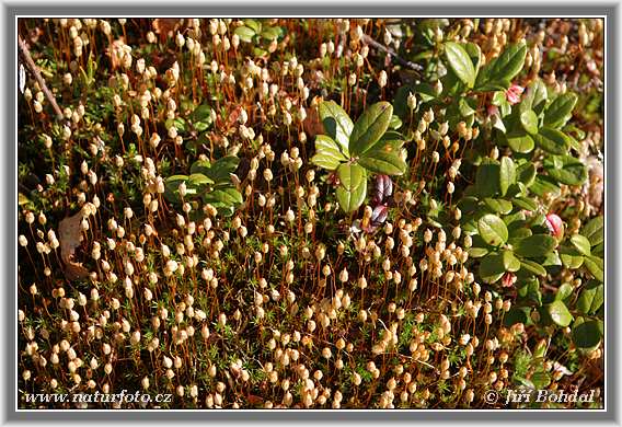 Polytrichum