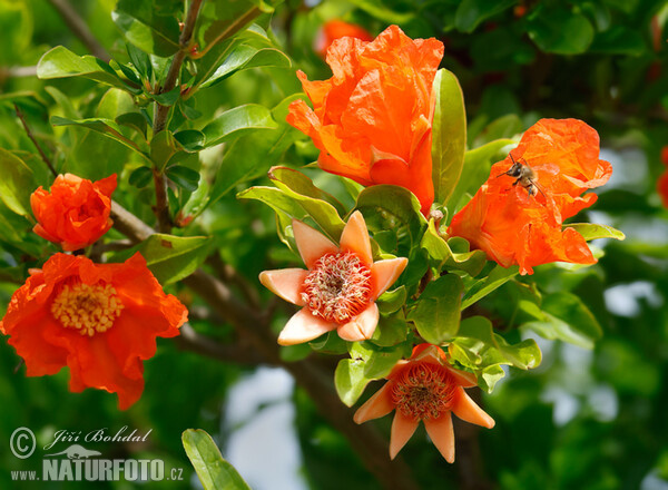 Pomegranate (Punica granatum)