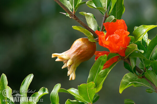 Pomegranate (Punica granatum)