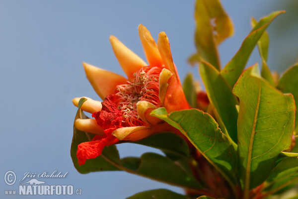 Pomegranate (Punica granatum)