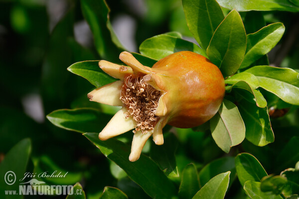 Pomegranate (Punica granatum)