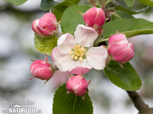 Pommier