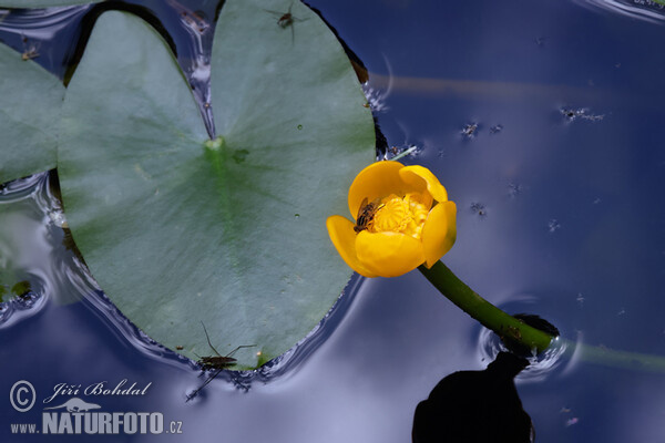 Pond-lily (Nuphar x spenneriana)