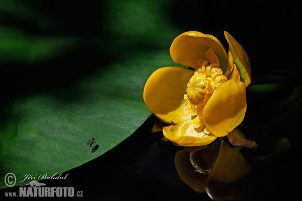 Pond-lily (Nuphar x spenneriana)