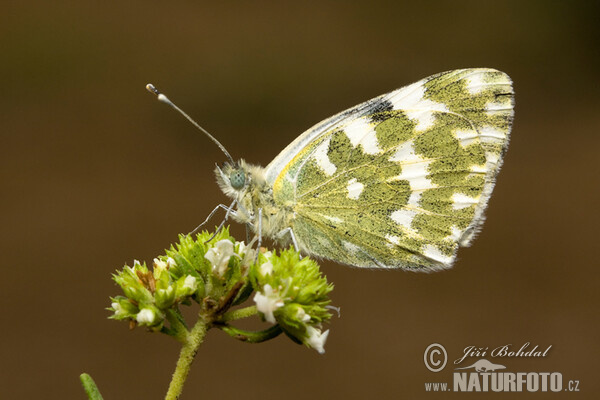 Pontia daplidice