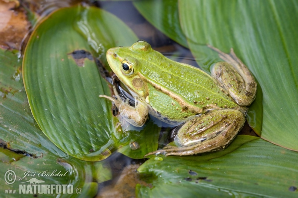 Pool Frog Kleiner Wasserfrosch (Rana lessonae)