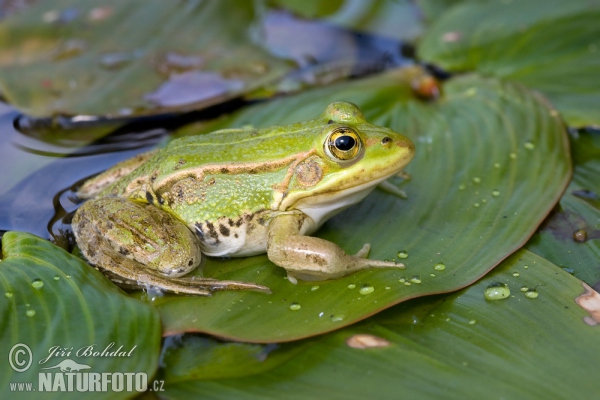 Pool Frog Kleiner Wasserfrosch (Rana lessonae)