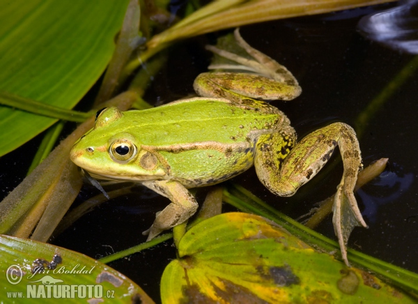 Pool Frog Kleiner Wasserfrosch (Rana lessonae)