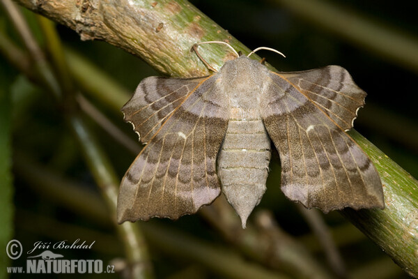 Poplar Hawk-moth (Laothoe populi)