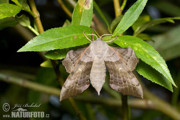 Poplar Hawk-moth (Laothoe populi)