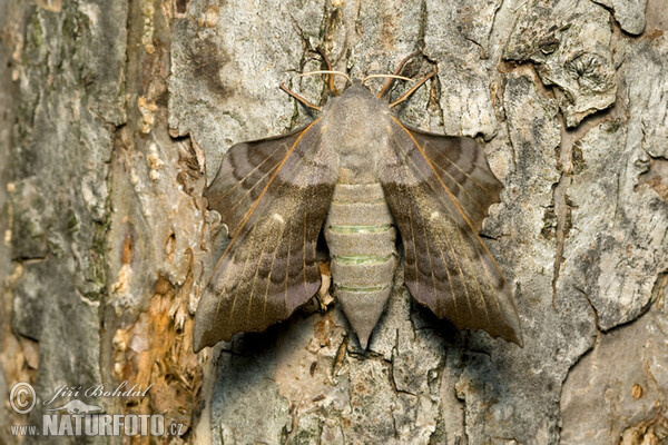 Poplar Hawk-moth (Laothoe populi)