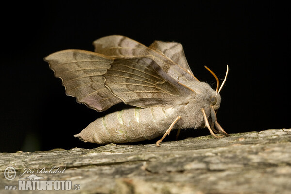 Poplar Hawk-moth (Laothoe populi)