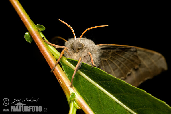 Poplar Hawk-moth (Laothoe populi)