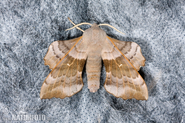 Poplar Hawk-moth (Laothoe populi)