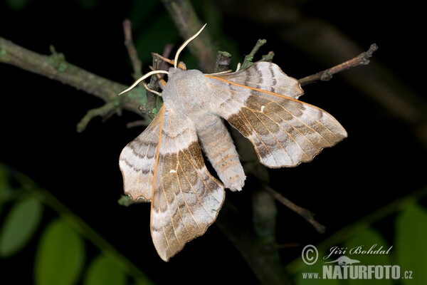 Poplar Hawk-moth (Laothoe populi)