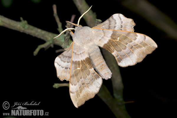 Poplar Hawk-moth (Laothoe populi)