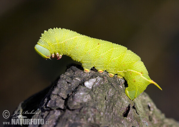 Poplar Hawk-moth (Laothoe populi)