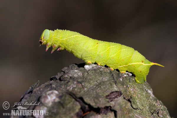 Poplar Hawk-moth (Laothoe populi)