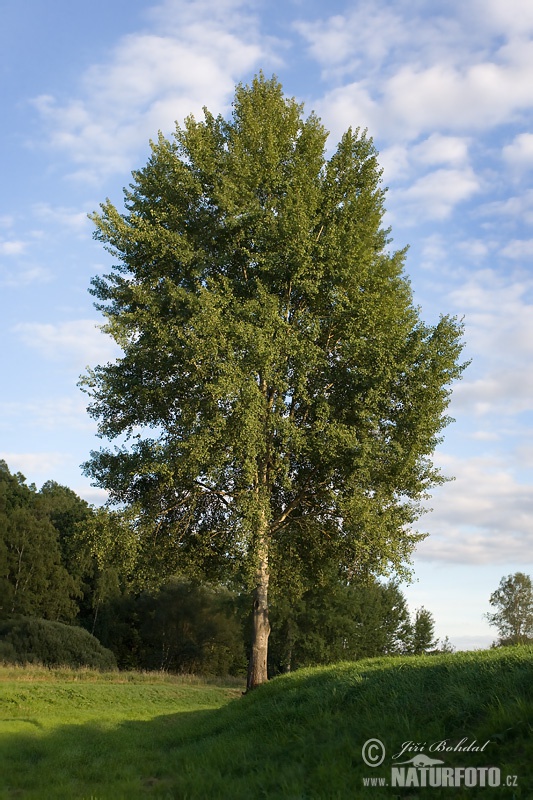 Populus tremula