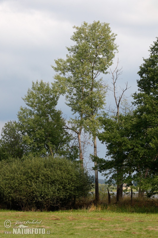 Populus tremula