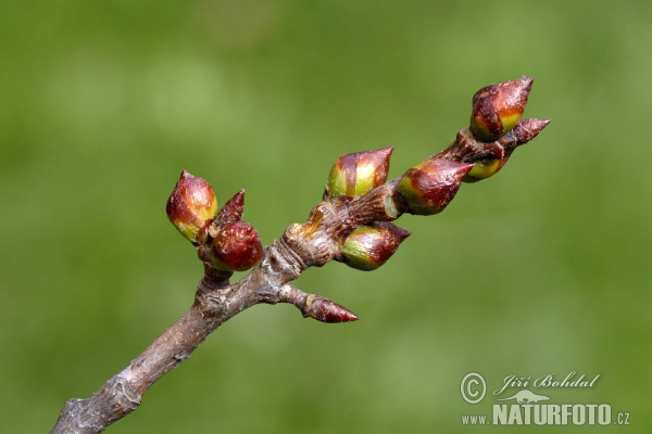 Populus tremula