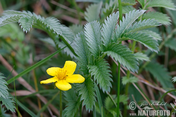 Potentilla anserina