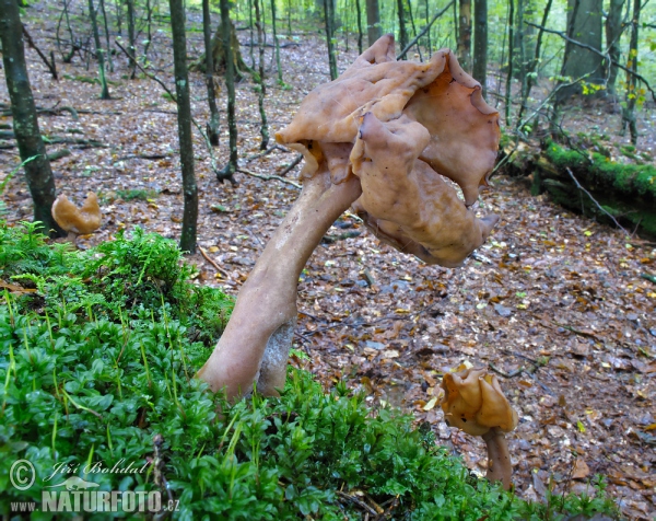 Pouched False Morel Mushroom (Gyromitra infula)