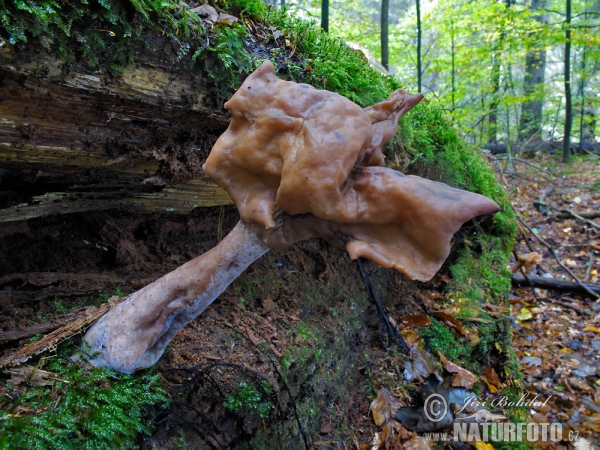 Pouched False Morel Mushroom (Gyromitra infula)