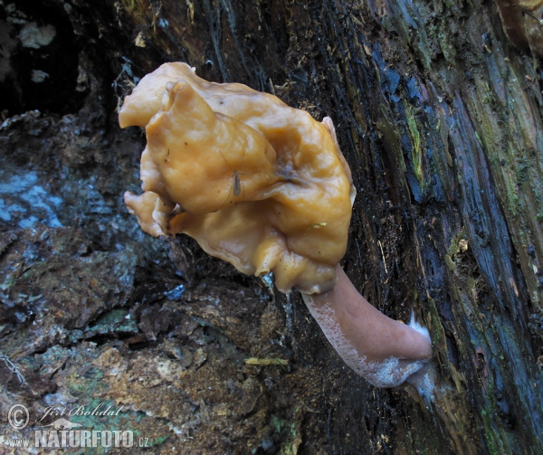 Pouched False Morel Mushroom (Gyromitra infula)