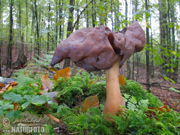 Pouched False Morel Mushroom (Gyromitra infula)