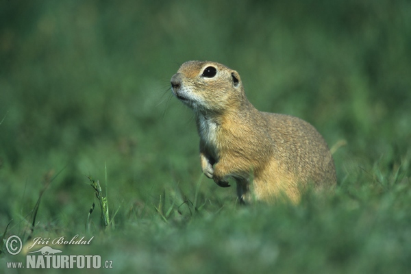 Pouched Marmot (Spermophilus citellus)