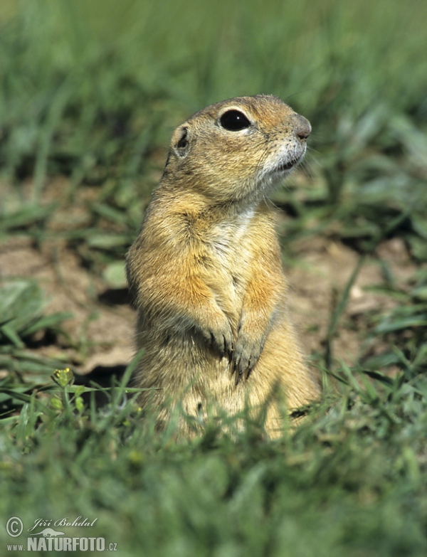 Pouched Marmot (Spermophilus citellus)